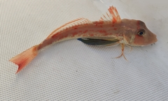 Chelidonichthys lucerna