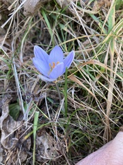 Crocus