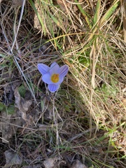 Crocus