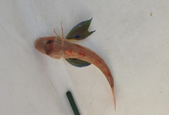 Chelidonichthys lucerna