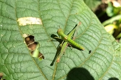 Neorthacris