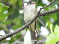 Empidonax traillii