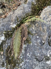 Polystichum