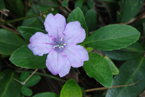 Petunia