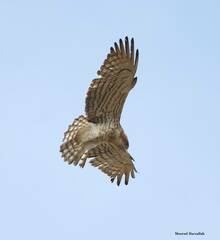 Circaetus gallicus