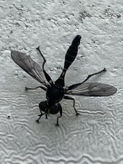 Dioprosopa clavata