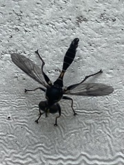 Dioprosopa clavata