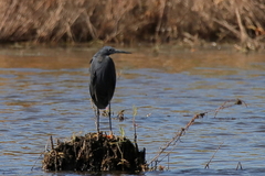 Egretta ardesiaca