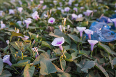 Ipomoea aquatica