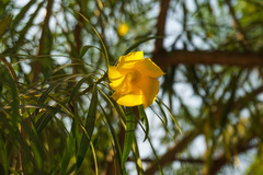 Cascabela thevetia