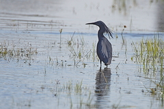 Egretta ardesiaca
