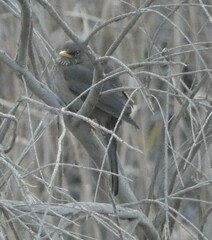 Turdus menachensis