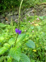 Stachytarpheta cayennensis