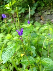 Stachytarpheta cayennensis