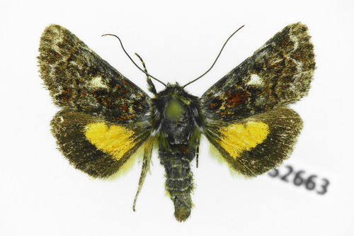 Beautiful Yellow Underwing
