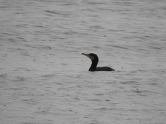 Phalacrocorax carbo