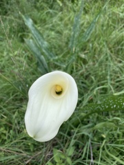 Zantedeschia albomaculata