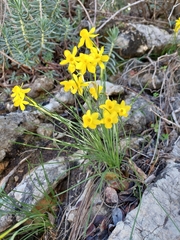 Narcissus assoanus