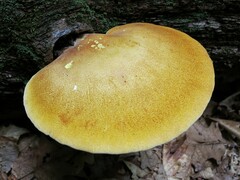 Buglossoporus quercinus