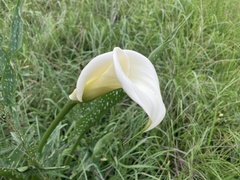Zantedeschia albomaculata