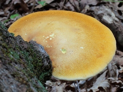 Buglossoporus quercinus