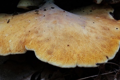 Buglossoporus quercinus