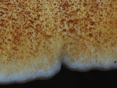 Buglossoporus quercinus