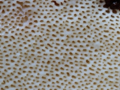 Buglossoporus quercinus