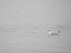 Chroicocephalus ridibundus