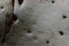 Buglossoporus quercinus