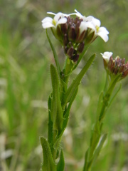 Arabis hirsuta