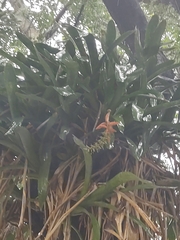 Aechmea nudicaulis