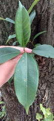 Ficus americana