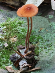 Marasmius cohaerens