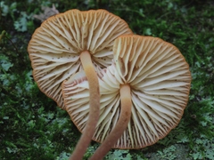 Marasmius cohaerens