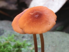 Marasmius cohaerens