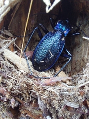 Carabus intricatus