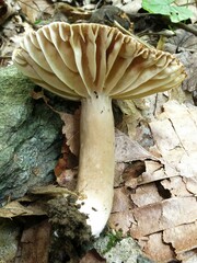Plinthogalus