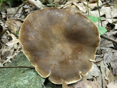 Plinthogalus