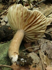 Plinthogalus