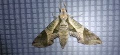 Eumorpha