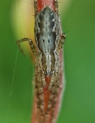 Hygropoda
