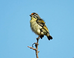 Pogoniulus pusillus