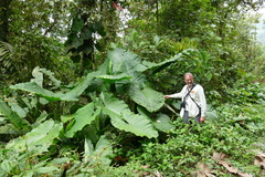 Alocasia macrorrhizos