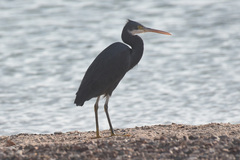 Egretta gularis