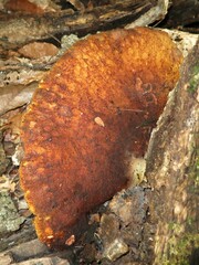 Buglossoporus quercinus