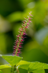 Acalypha