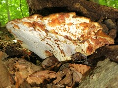 Buglossoporus quercinus