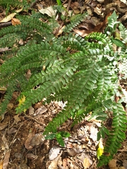 Adiantum silvaticum