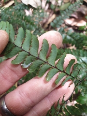 Adiantum silvaticum